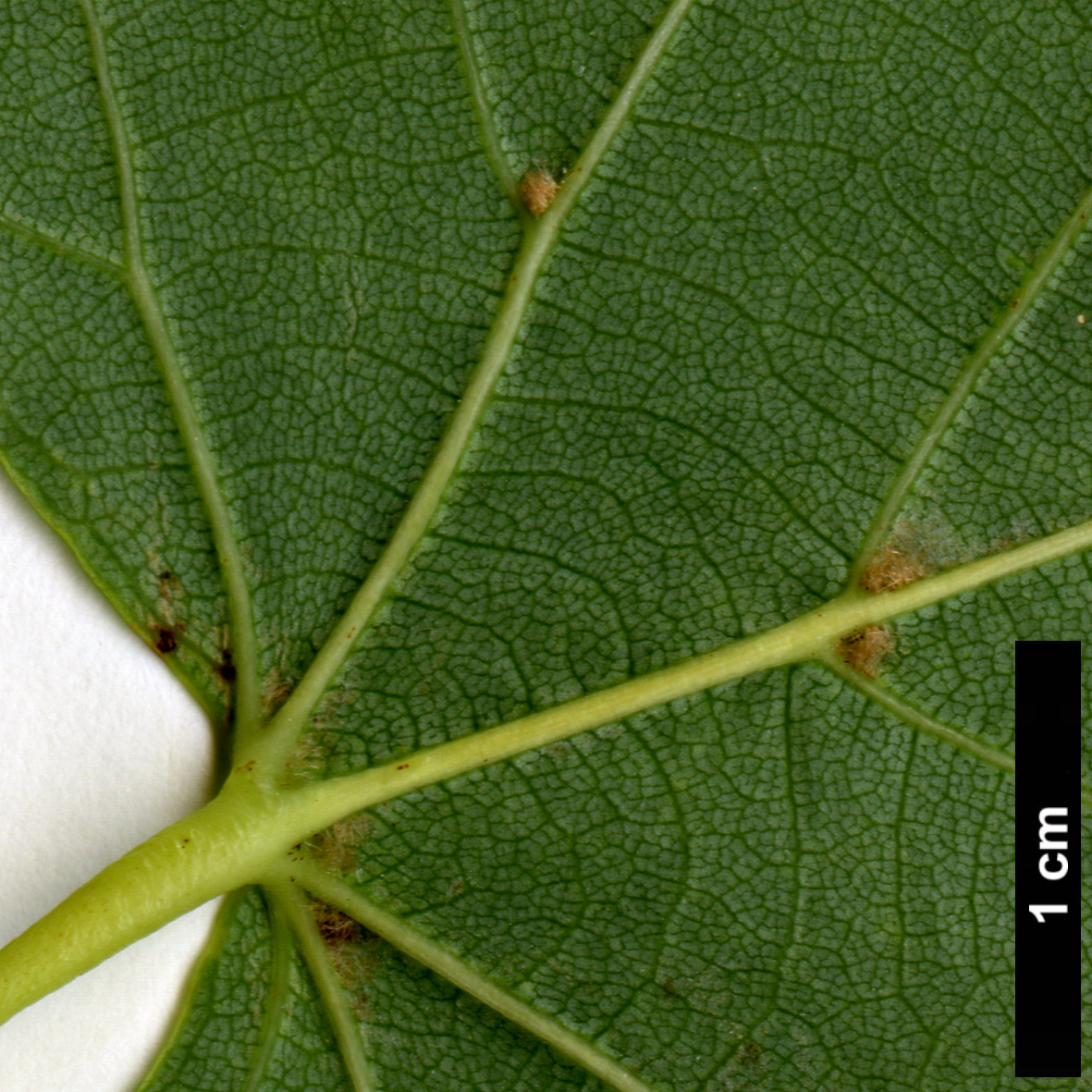 High resolution image: Family: Malvaceae - Genus: Tilia - Taxon: 'Harold Hillier' (T.japonica 'Ernest Wilson' × T.mongolica)